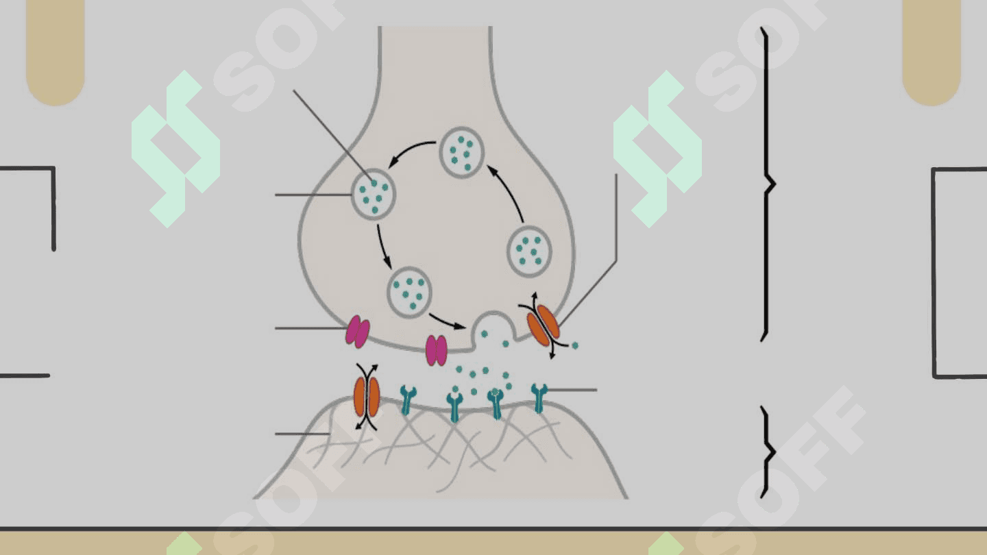 NEYROMEDIATORLAR BIOSINTEZI  AHAMIYATI VA KASALLIKLARI 5