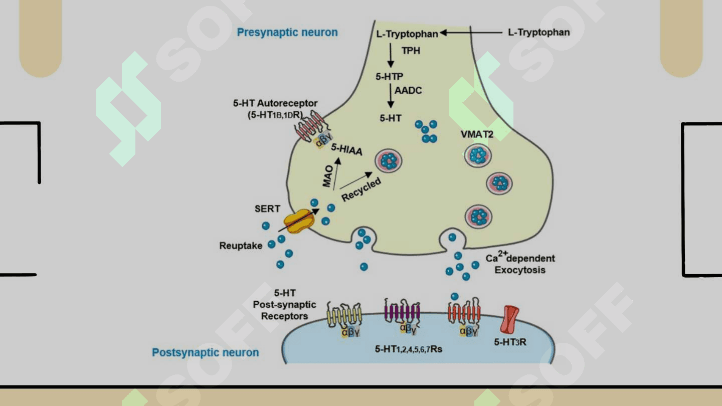 NEYROMEDIATORLAR BIOSINTEZI  AHAMIYATI VA KASALLIKLARI 8