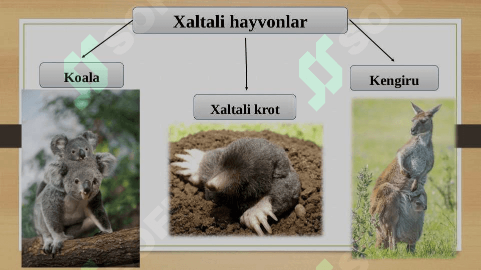 Evolutsiyani isbotlashda biogeografiya fani dalillari 7
