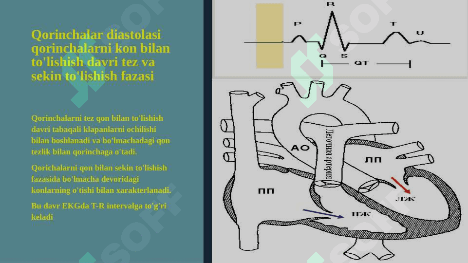 YURAK NASOS FAOLIYATINING FIZIOLOGIYASI 6