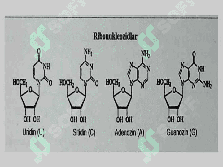 Nukleozidlar . Nukleotidlar . Nukleozidlarning mono va polifosfatlari . Nukleotid tabiatli kofermentlar 4