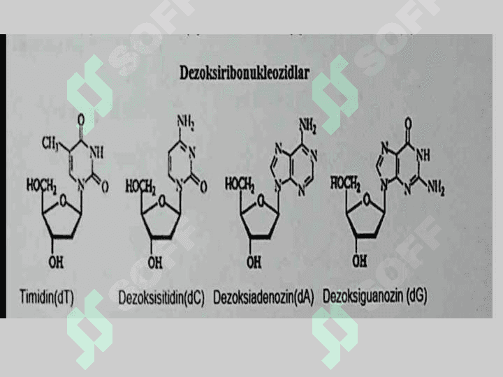 Nukleozidlar . Nukleotidlar . Nukleozidlarning mono va polifosfatlari . Nukleotid tabiatli kofermentlar 5