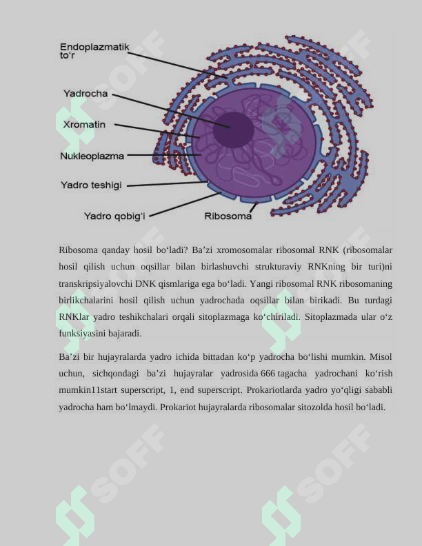 Yadro membranasining tuzilishi va xususiyatlari 3