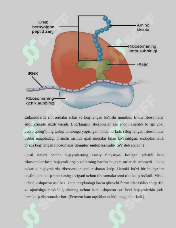 Yadro membranasining tuzilishi va xususiyatlari 4