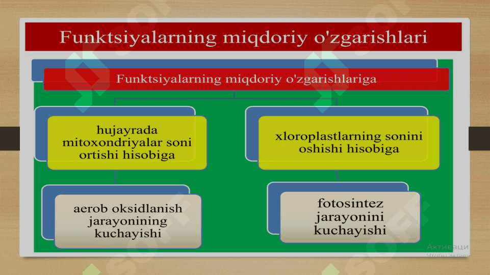A'zolar sistemasining onto-filogenezi 8