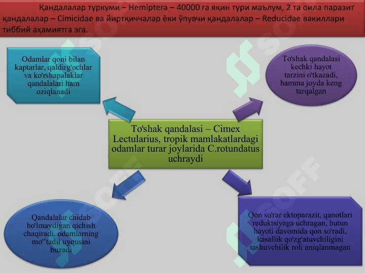 ТИББИЁТ АҲАМИЯТИГА ЭГА БЎЛГАН ҲАШОРАТЛАР: СУВАРАКЛАР, ҚАНДАЛАЛАР, БИТЛАР, БУРГАЛАР. 6