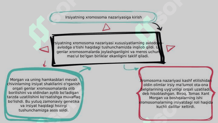 Irsiyatning xromasoma nazariyasi 3