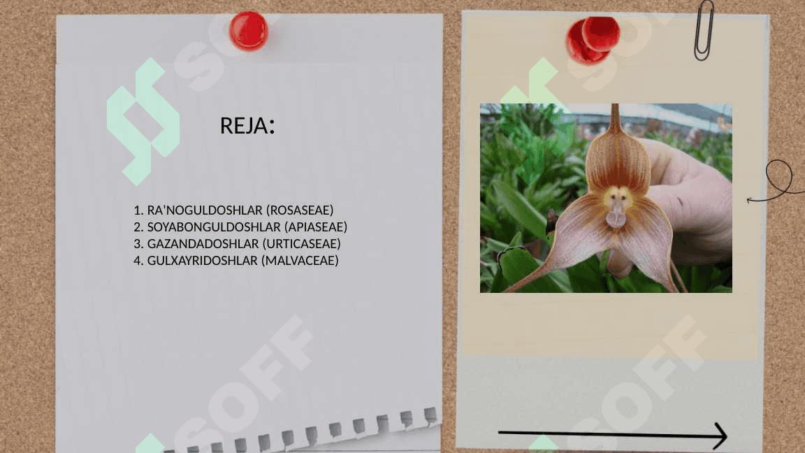 RA'NOGULDOSHLAR (ROSASEAE) , SOYABONGULDOSHLAR (APIASEAE) , GAZANDADOSHLAR (URTICASEAE)  ,GULXAYRIDOSHLAR (MALVACEAE) 2