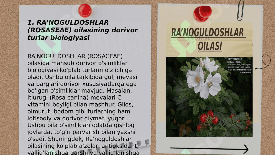 RA'NOGULDOSHLAR (ROSASEAE) , SOYABONGULDOSHLAR (APIASEAE) , GAZANDADOSHLAR (URTICASEAE)  ,GULXAYRIDOSHLAR (MALVACEAE) 3