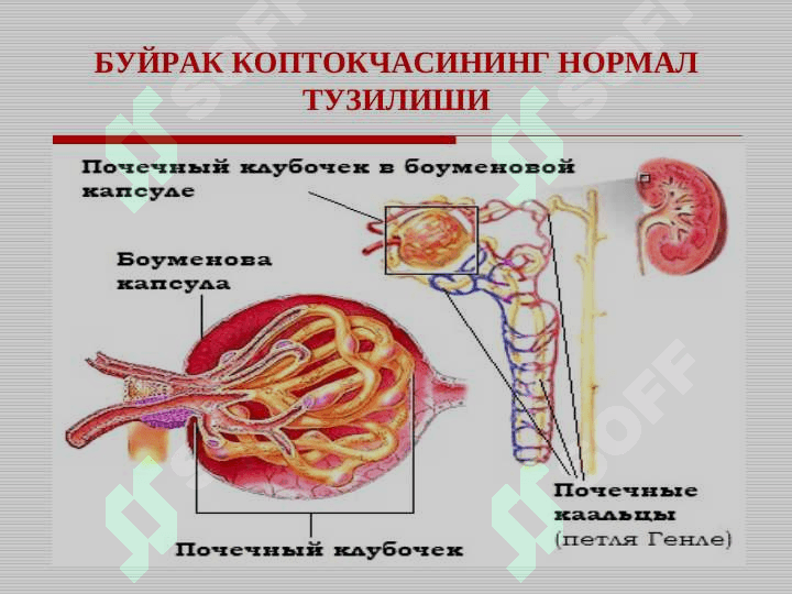 Bolalarda glomerulonefritlar . БОЛАЛАРДА ГЛОМЕРУЛОНЕФРИТЛАР . GLOMERULONEPHRITIS AT CHILDREN 4