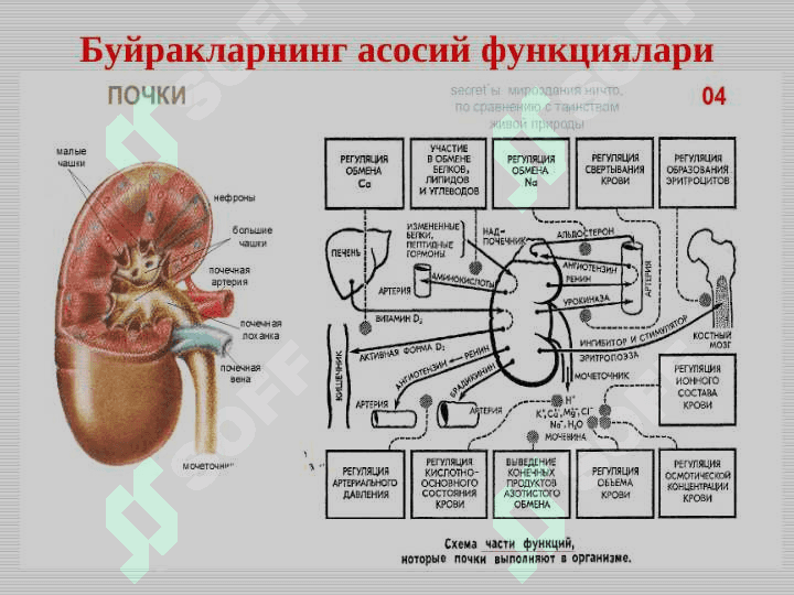 Bolalarda glomerulonefritlar . БОЛАЛАРДА ГЛОМЕРУЛОНЕФРИТЛАР . GLOMERULONEPHRITIS AT CHILDREN 6