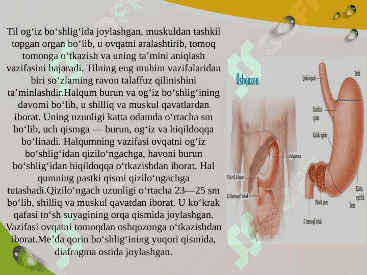 ODAMNING OVQAT HAZM QILISH SISTEMASI 3