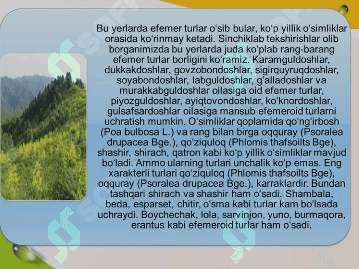 ADIR O’SIMLIKLARI. ADIR SHAROITIDAGI KSEROFIT O’SIMLIKLAR 4