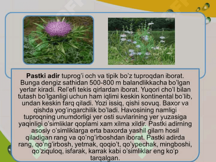 ADIR O’SIMLIKLARI. ADIR SHAROITIDAGI KSEROFIT O’SIMLIKLAR 6