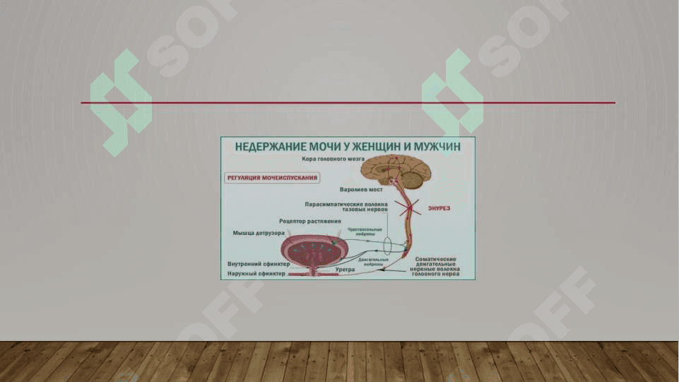 Enuerez. Siydik chiqarish yo‘llarining neyrogen disfunksiyasi 3