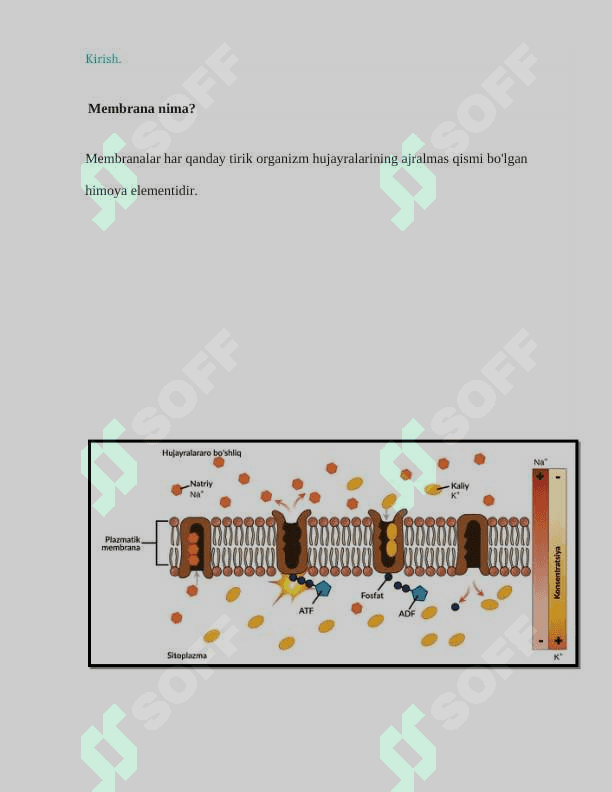 Membranalar tarkibi .integral va periferik oqsillar va ularning vazifasi 2