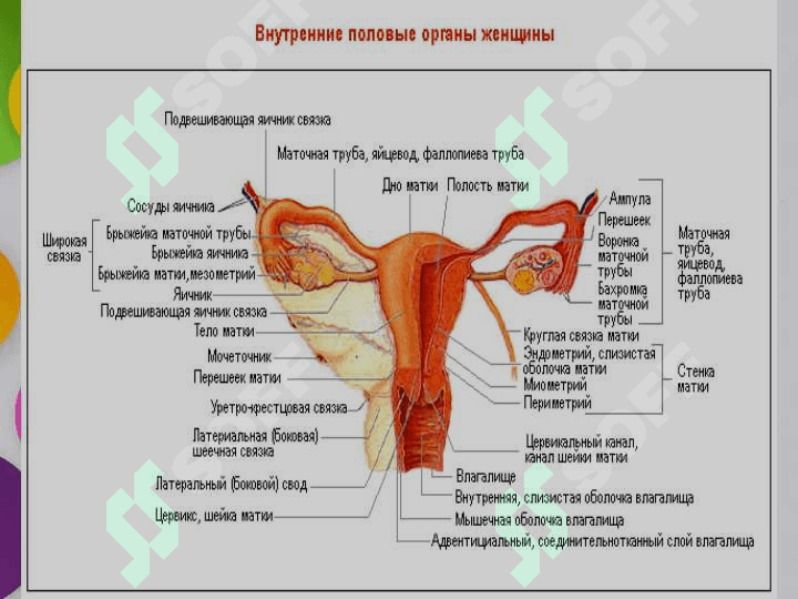 Tuxumdon xavfsiz o'smalari (2) 4