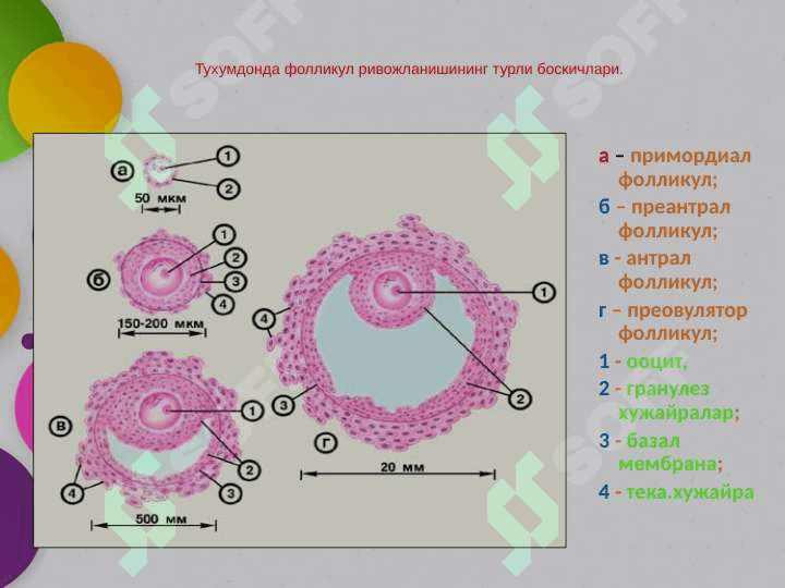 Tuxumdon xavfsiz o'smalari (2) 7