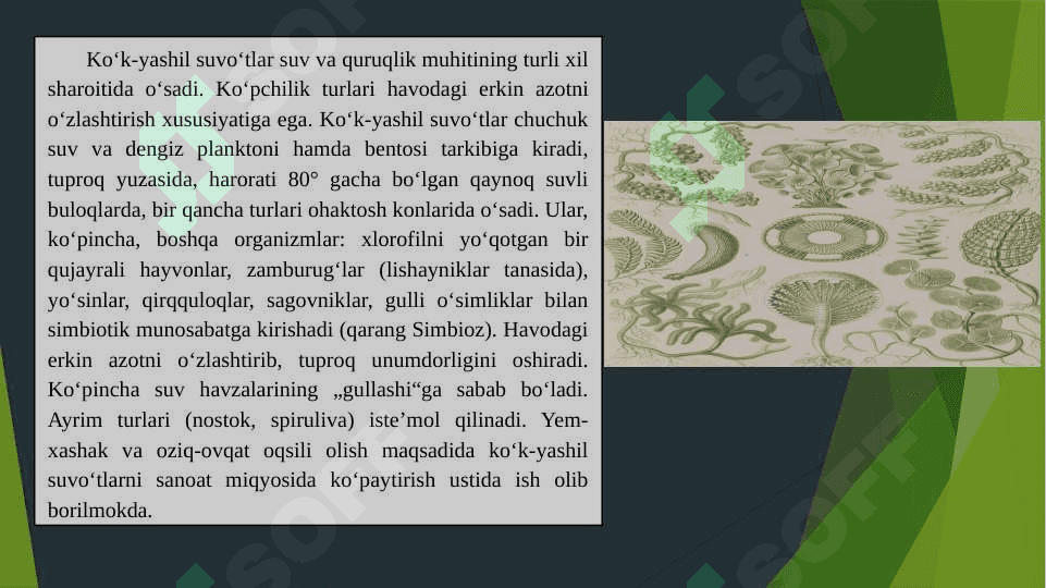 Ko’k yashil suv o’tlar bo‘limi 4