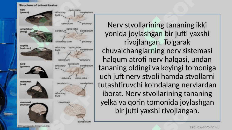 Umurtqasiz va umurtqali hayvonlarning nerv sistemasi 8