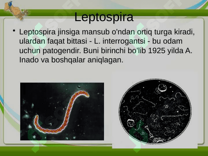 LEPTOSPIROZLAR 2