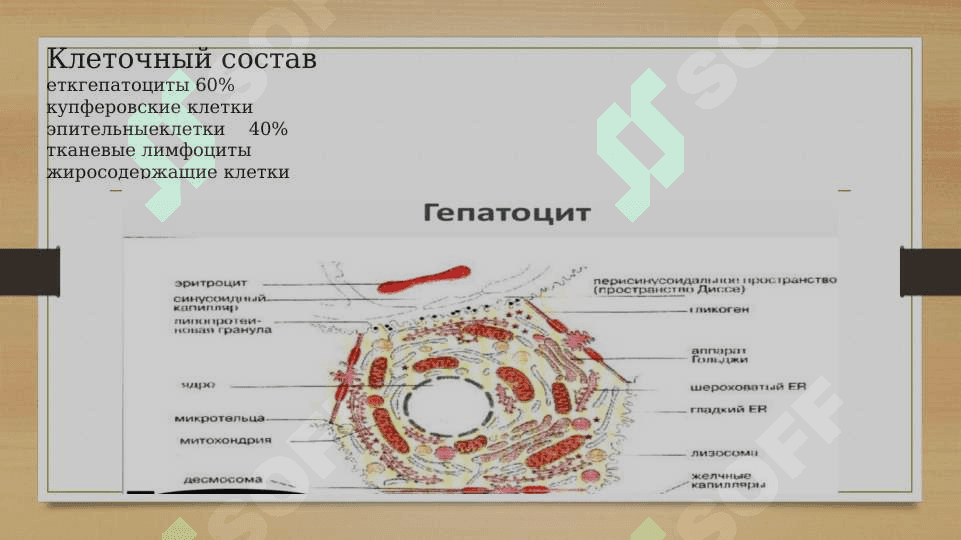 Биохимия печени. Обезвреживание токсических веществ 4
