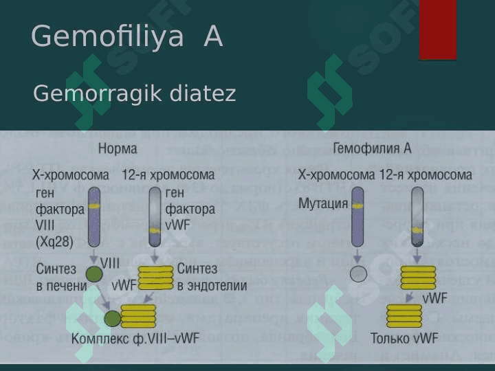 Qon ivish kasaliklari 7