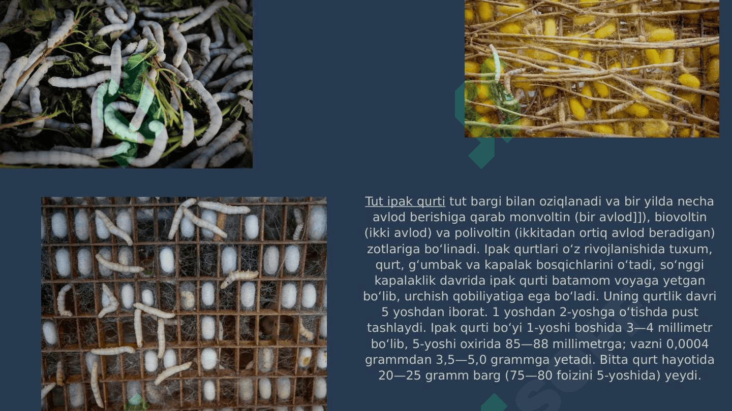 Tut ipak qurtining qon aylanishi va nafas olish sistemasi 3