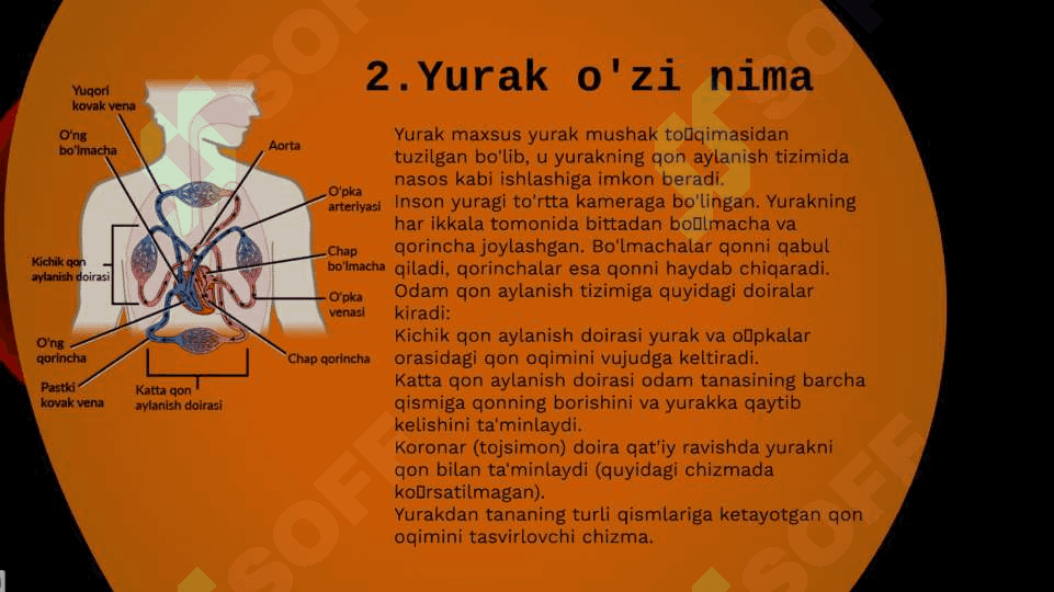 “YURAK QON TOMIRLARI SISTEMASI” 5