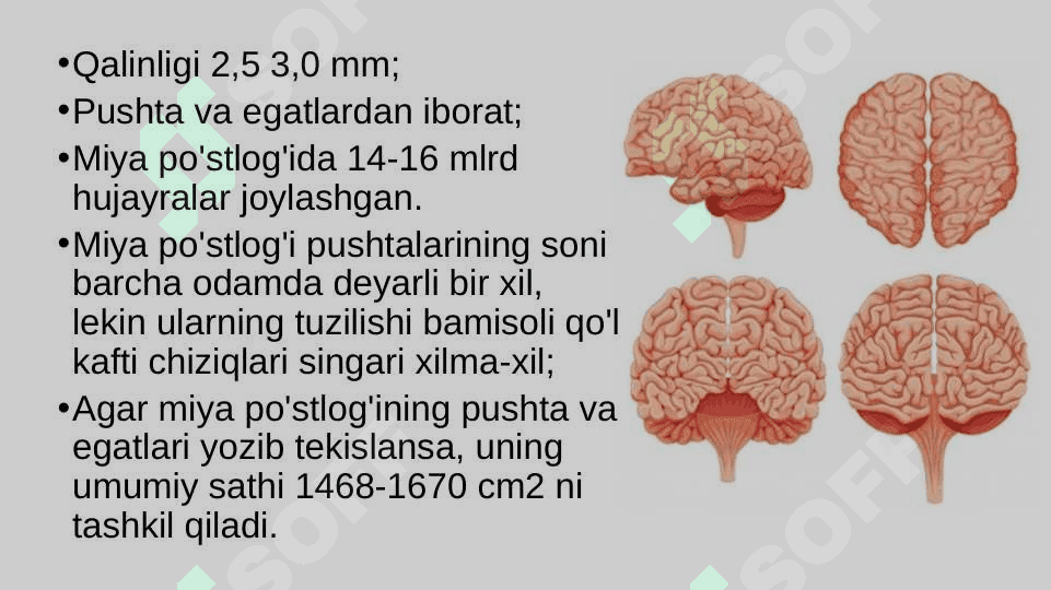 Bosh miya katta yarimsharlarining tuzilishi 2