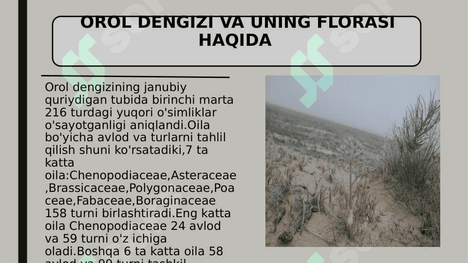 Orol dengizining qurigan tubining o’simliklar dunyosi 4