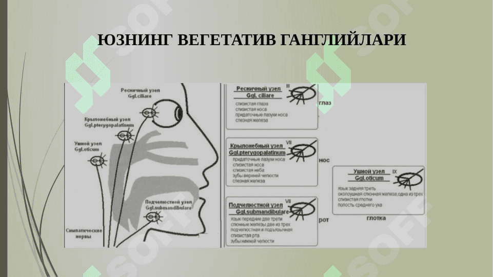 Vegetativ gangliylar zararlanishida uchraydigan neyrostomatologik sindromlar. 3