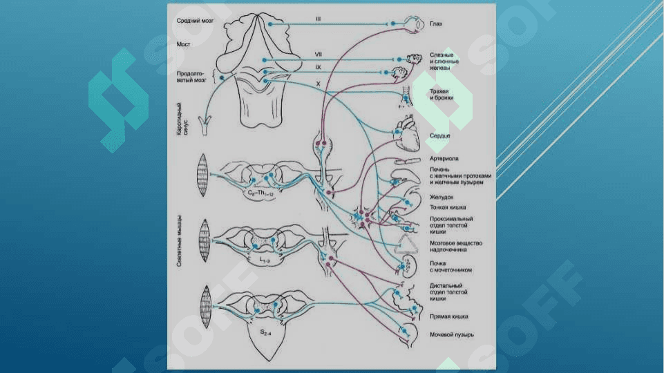 M-VA N-  XOLINOMIMETIK VOSITALAR, M- VA N- XOLINOBLOKATOR VOSITALAR. ANTIXOLINESTERAZA  VOSITALARI. M- XOLINOMIMETIK VOSITALAR. M-XOLINOBLOKATOR VOSITALAR 4