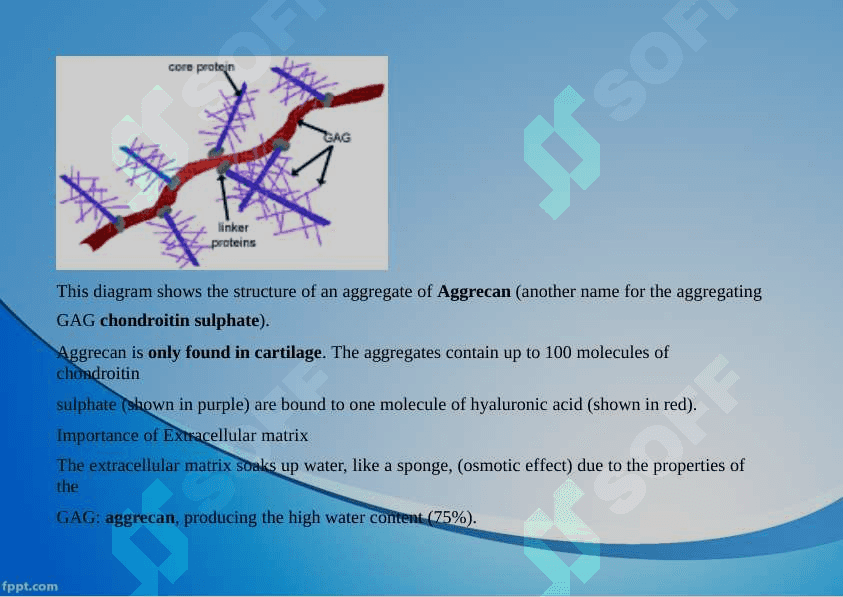 Cartilage and bone. Hyaline, elastic cartilago and fibrocartilago 4