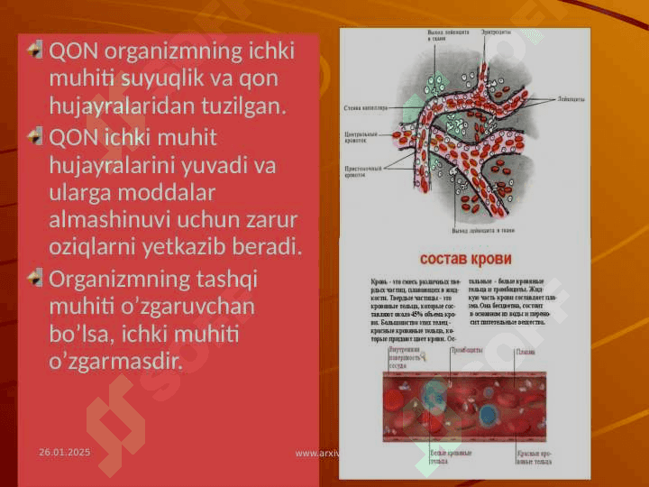 Qon shakilli elementlarnining oʻzaro ta'sirida gumoral omillarning roli. Qonning shakilli elementlari. 4
