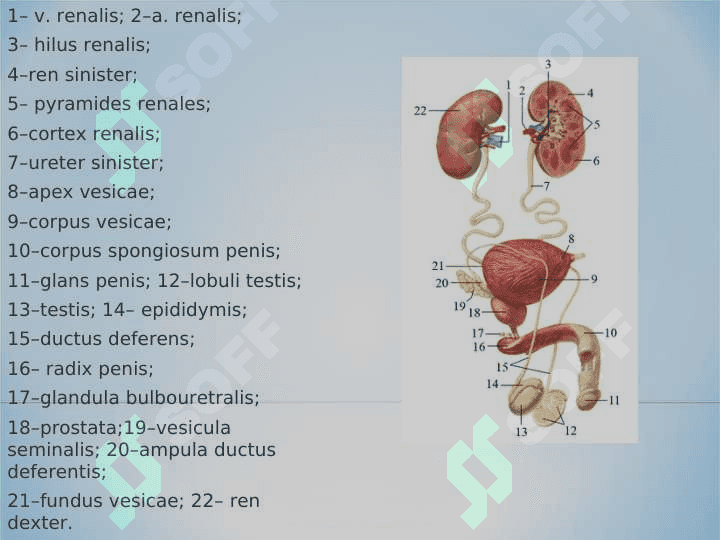 Nefropatiya. Glomerulonefrit, o’tkir buyrak yetishmovchiligi, piyelonefrit 2