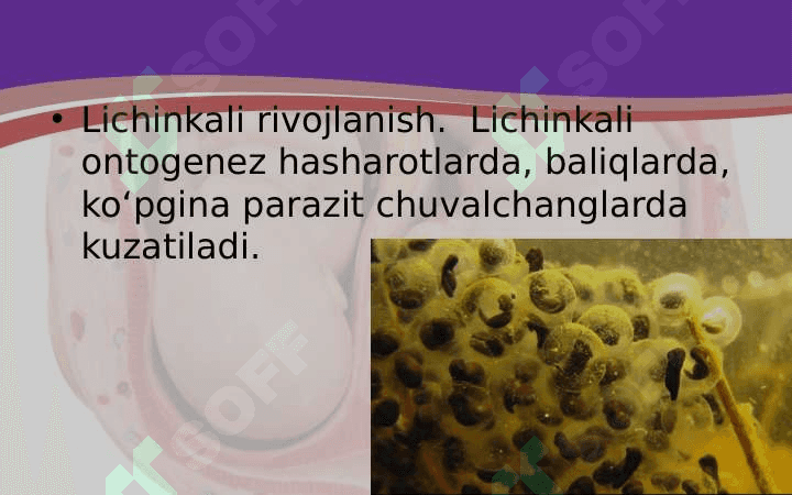 tuxum jo'jayraning urug'lanishi va embrional taraqqiyoti 3
