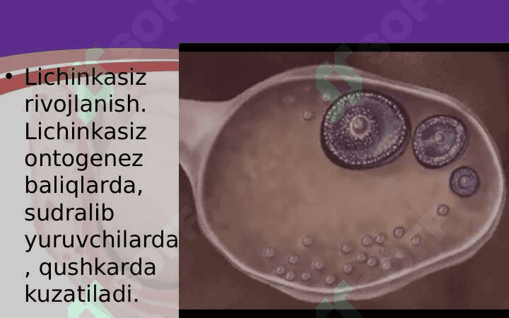 tuxum jo'jayraning urug'lanishi va embrional taraqqiyoti 4