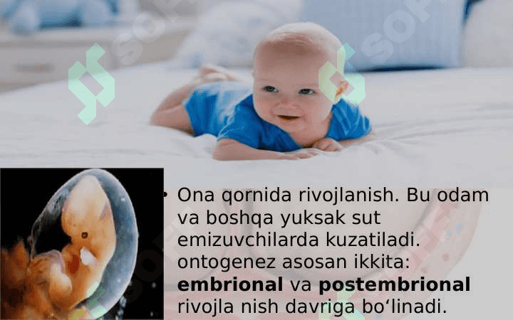 tuxum jo'jayraning urug'lanishi va embrional taraqqiyoti 5
