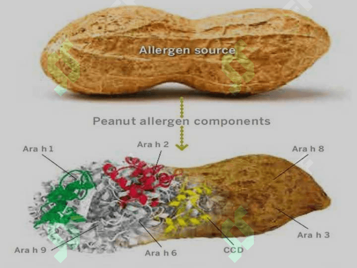 Molekulyar allergologiya asoslari 3