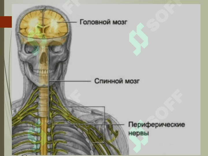 Irsiyat va irsiy kasalliklar. Nerv tizimining ahamiyati va gigiyenasi 3