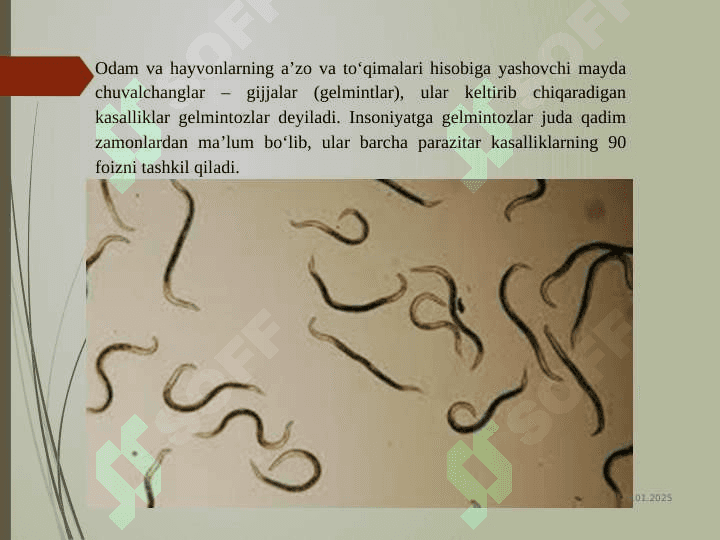 Odam parazitlari 4