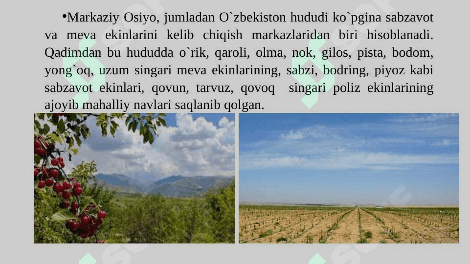 Mevachilikni xalq xo’jaligidagi ahamiyati,  hozirgi ahvoli va rivojlanish istiqbollari 3