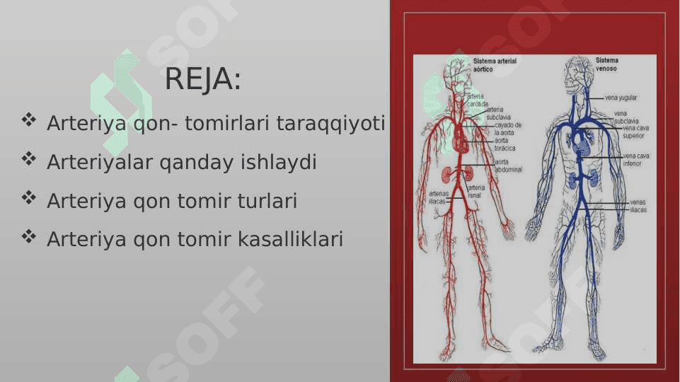 Arteriyalarning tarqalish qonuniyatlari 2