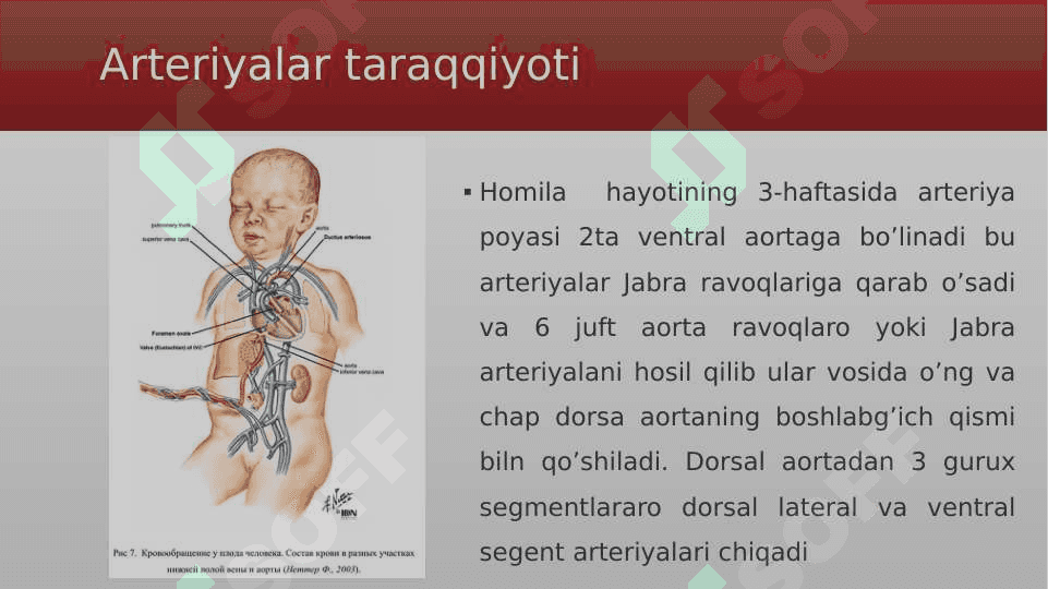 Arteriyalarning tarqalish qonuniyatlari 3