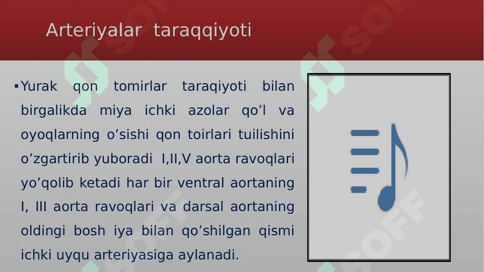 Arteriyalarning tarqalish qonuniyatlari 4