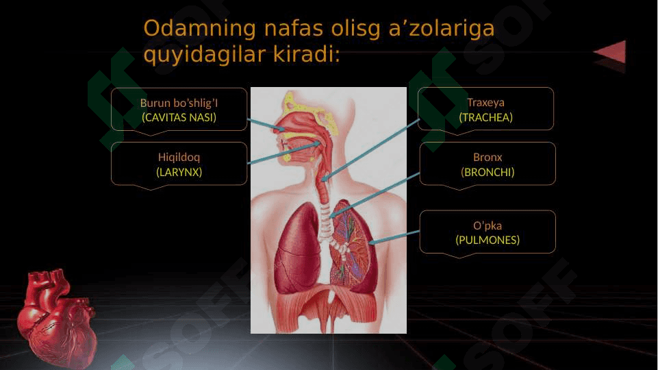 Nafas olish jarayoni. Nafas olish a’zolarining rentgen anatomiyasi va rivojlanish nuqsonlari. 4