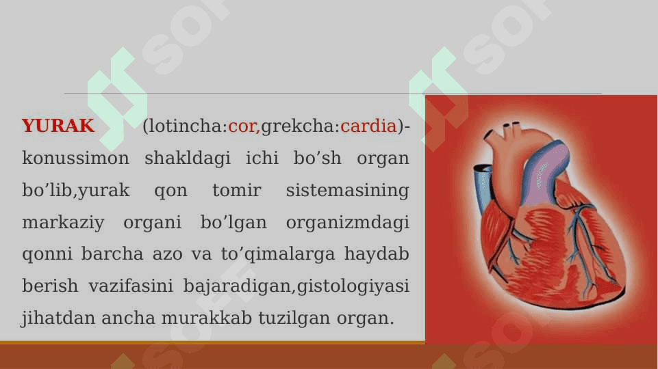 Yurak rivojlanish nuqsonlari. Qon tomir rentgen anatomiyasi. 2