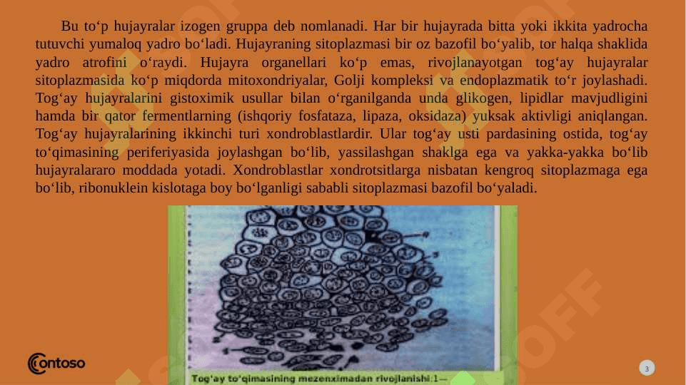 Tog‘ay  va suyak  to‘qimalari 3