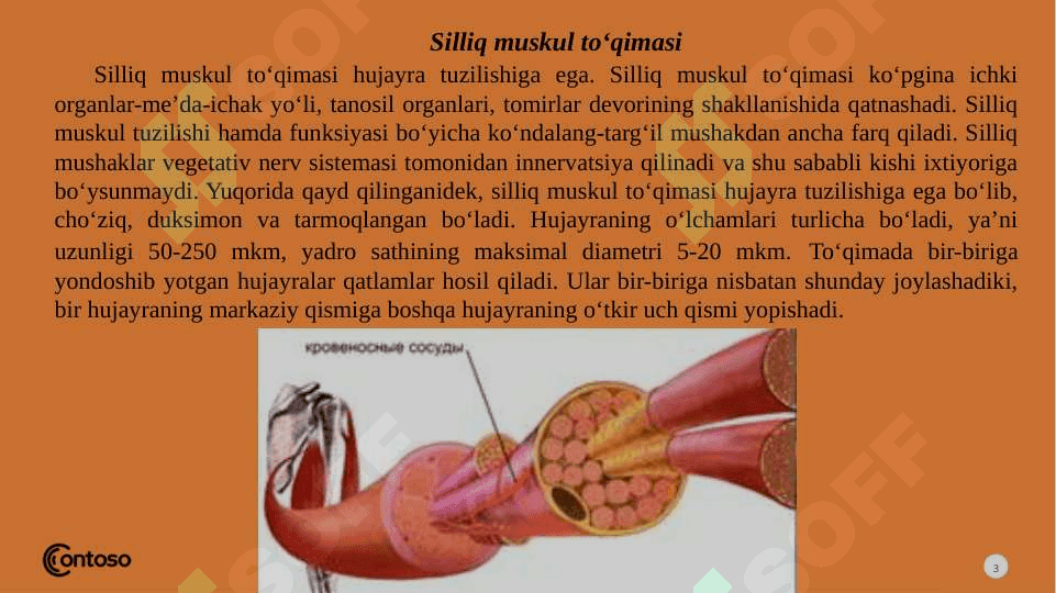 Muskul to’qimasi 3